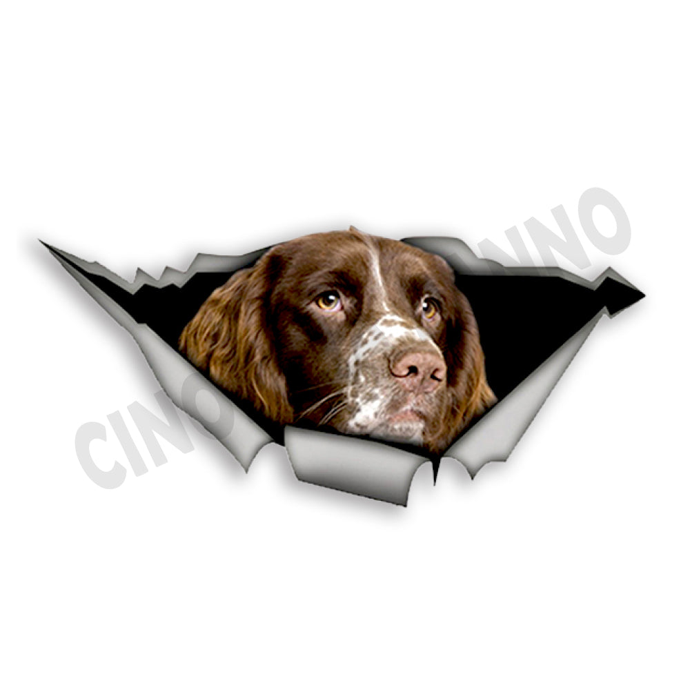 Adesivo springer spaniel