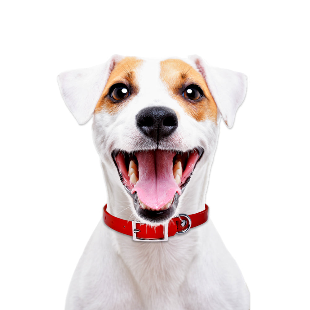 Collare alta visibilità picc taglia per cani neutro