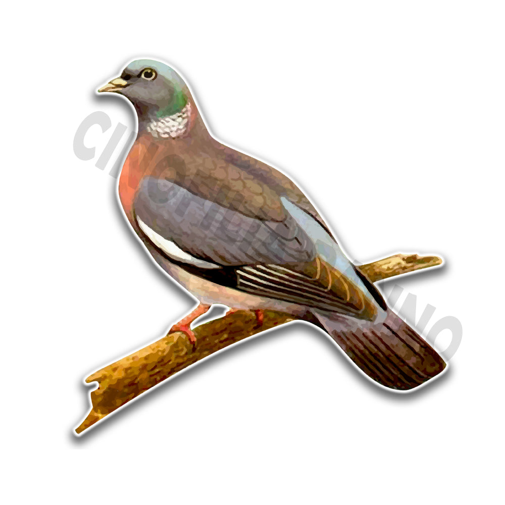 Wood pigeon sticker