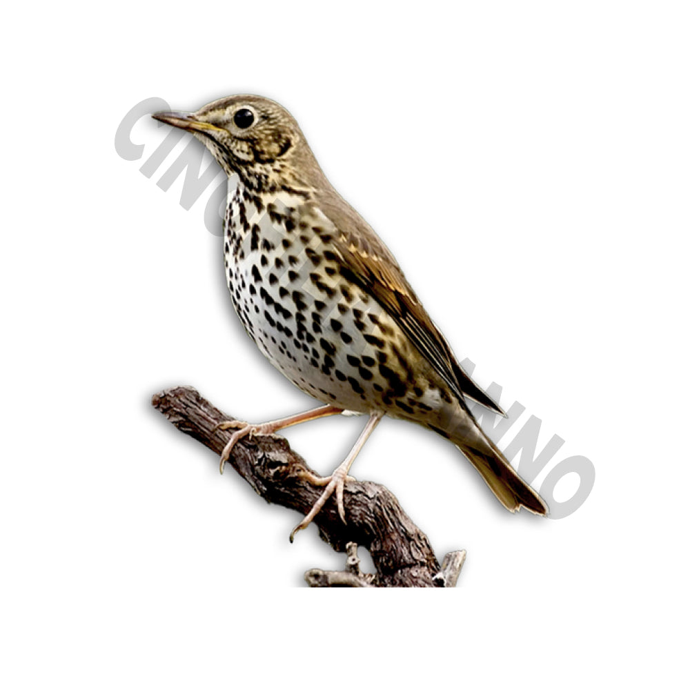 Redpoll sticker with transparent background