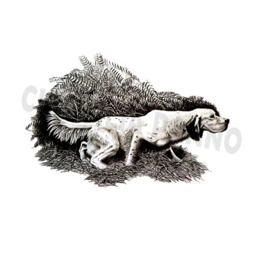 Adesivo Setter in ferma Fondo Trasparente