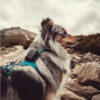 GPS Mini tracker Dogtrace compatto per cani e gatti