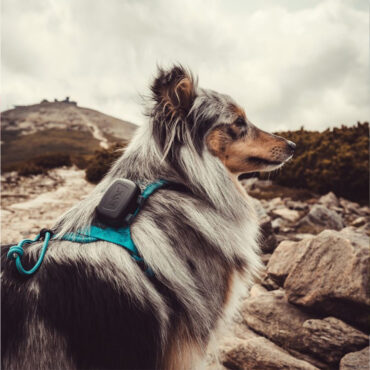 GPS Mini tracker Dogtrace compatto per cani e gatti