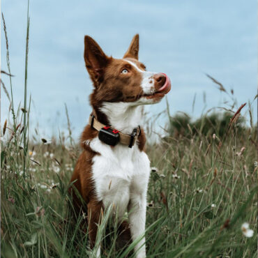 GPS Mini tracker Dogtrace compatto per cani e gatti