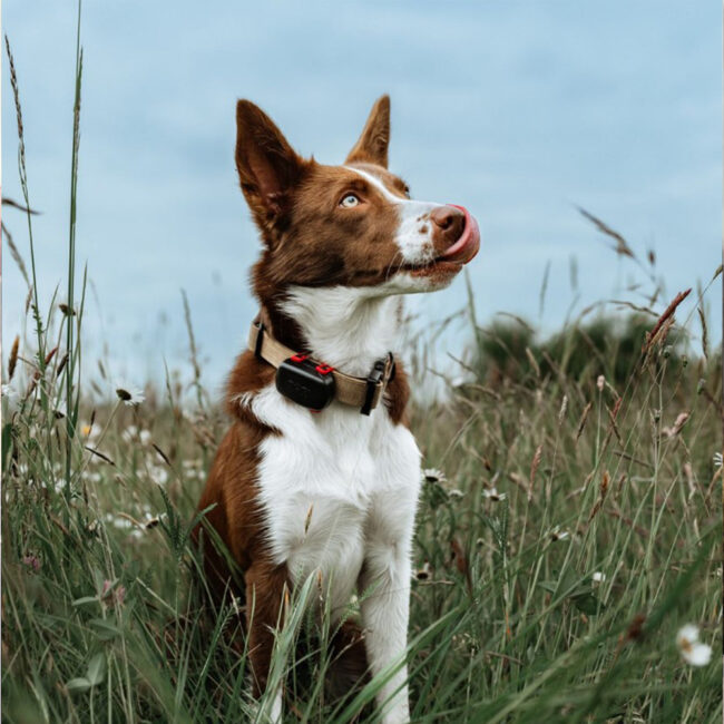 GPS Mini tracker Dogtrace compatto per cani e gatti