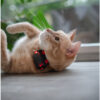GPS Mini tracker Dogtrace compatto per cani e gatti