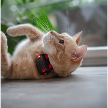 GPS Mini tracker Dogtrace compatto per cani e gatti