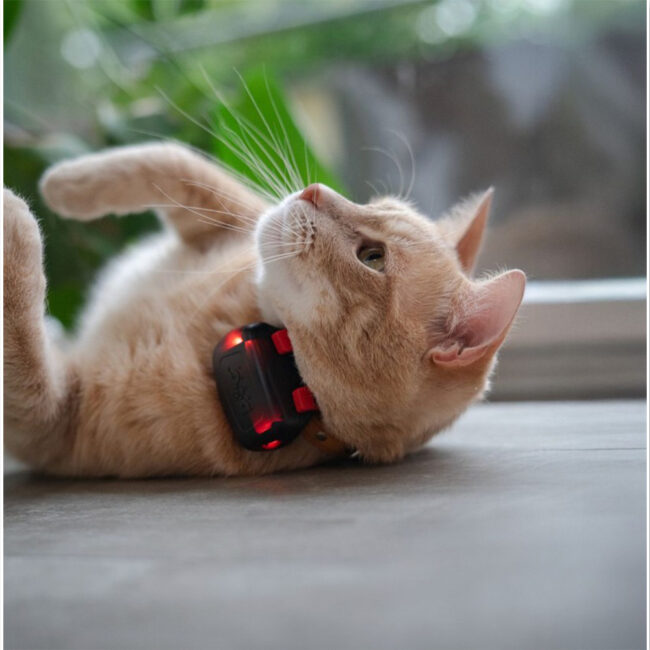 GPS Mini tracker Dogtrace compatto per cani e gatti