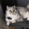 GPS Mini tracker Dogtrace compatto per cani e gatti